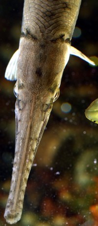 Longnose Gar Photo