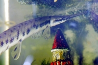 Longnose Gar Photo