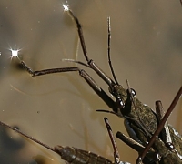 water strider