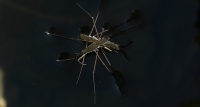 water strider