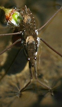 water strider