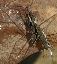 water striders