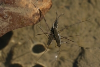 water striders