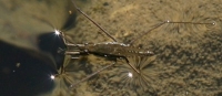 water strider