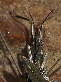 water strider