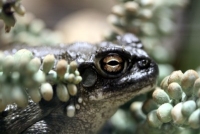 Chicken Frog Photo