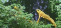 frog photo