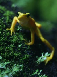 frog photo