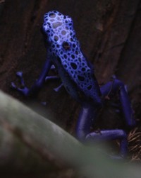 poison dart frog