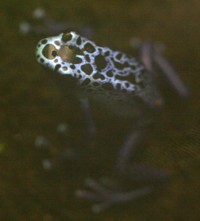 poison dart frog