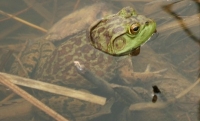 green frog