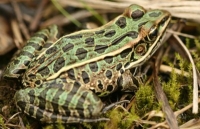leopard frog basking