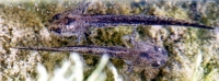 salamander tadpoles