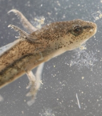Salamander Tadpole Gills