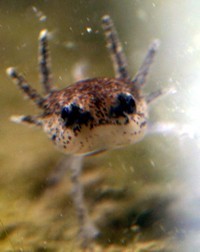 front view salamander tadpole