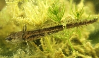 salamander tadpole