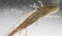 salamander tadpole photo