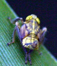 leafhopper yellow