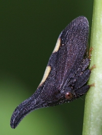 treehopper thorn
