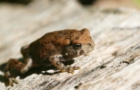 Toad Photo