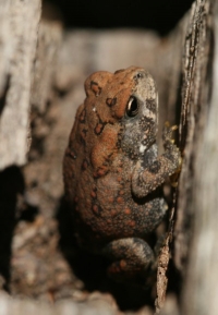 Toad Photo