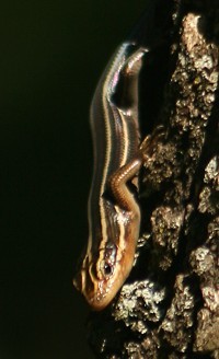 five-lined skink