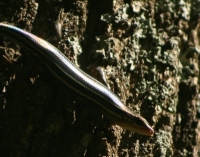 five-lined skink