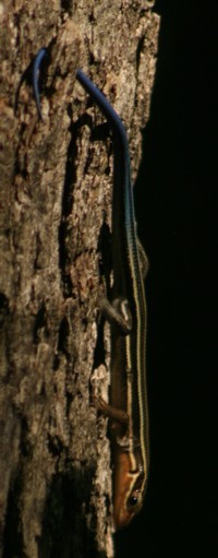 five-lined skink