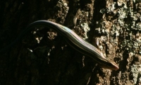 five-lined skink