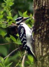 woodpecker photo