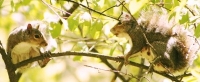 squirrels in tree