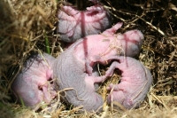 field mice photo