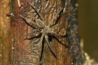 spider photo