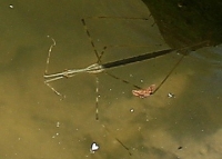 Water Stick Insect