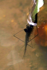 water stick insect