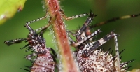 Two assassin bugs