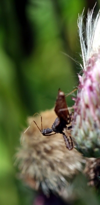 Assassin Bug Thistle Flower