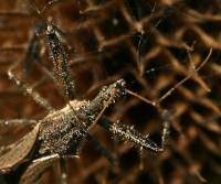 Assassin Bug
