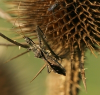 Assassin Bug Thistle