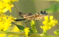 Assassin Bug