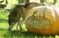 Timber Wolf by Pumpkin