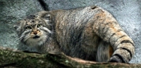 Pallas Cat Photo
