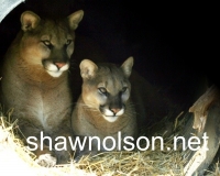 Cougar Photo