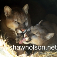 Cougar Photo