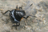 Beetle with Blue Stripes