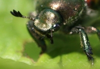 Japanese Beetle