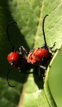 mating beetles