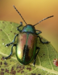 Green Shiny Beetle