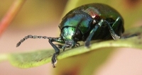Green Shiny Beetle