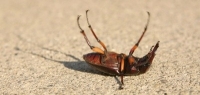 Stag Beetle